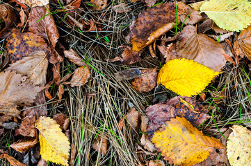 autumn textures, yellowed leaves, duckweed, hedge and bark