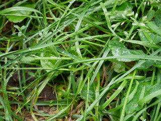 Green Grass