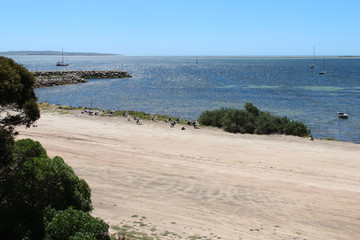 Littoral in Kingscote (Kangaroo Island - Australia)