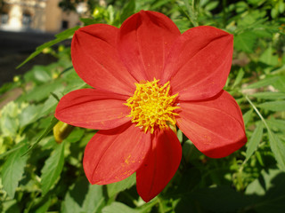 Red dahlia romeo. Close-up