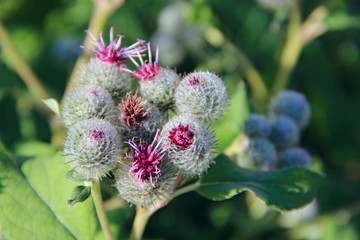 Flowers and buds of Arctium tomentosum in summer. Herbal plant of burdock