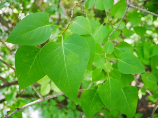 Green leaves
