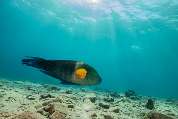 Fish swim in the Red Sea, colorful fish, Eilat Israel