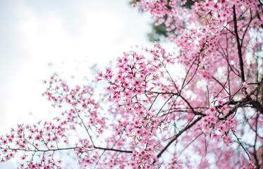 Close up pink flower ,sakura japan