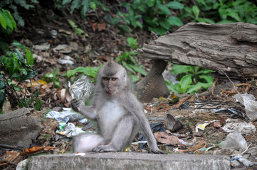 Naklejka na ściany i meble Monkey amongst the rubbish