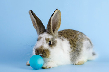 Lively little cute rabbit on a blue background.