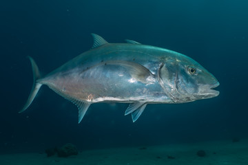 Fish swim in the Red Sea, colorful fish, Eilat Israel