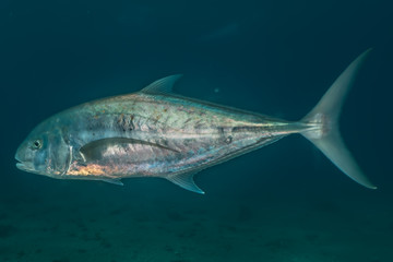 Fish swim in the Red Sea, colorful fish, Eilat Israel