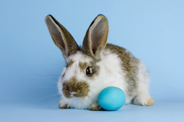 Lively little cute rabbit on a blue background.