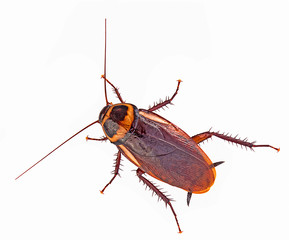 close-up cockroach isolated on a white background