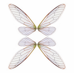 cicada wings isolated on a white
