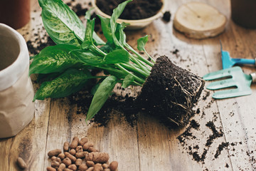 Dieffenbachia plant in soil with gardening stylish tools, ground ,drainage and clay pots on wooden...