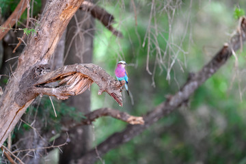 birds