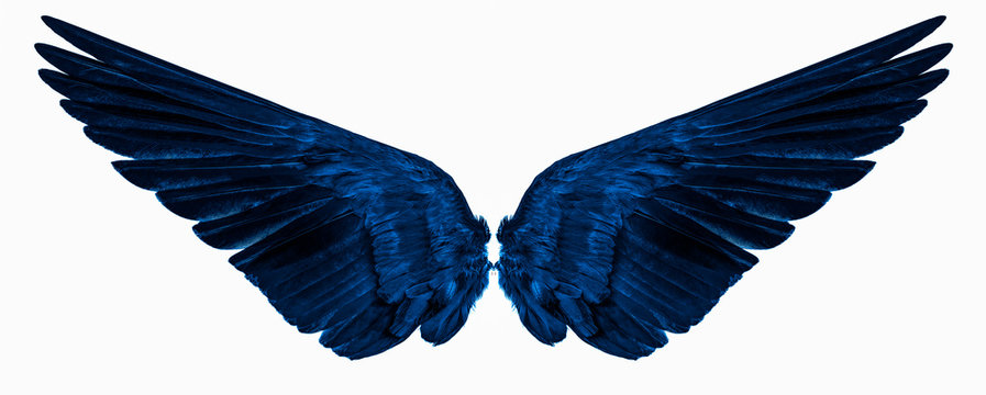blue wings isolated on a white