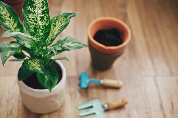 Dieffenbachia plant potted with new soil into new modern pot, and gardening stylish tools, and old clay pots on wooden floor. Repotting plant concept.