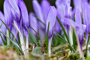 Crocus flower in the Mostviertel