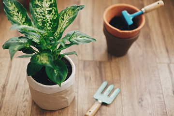 Repotting plant concept. Dieffenbachia plant potted with new soil into new modern pot, and gardening stylish tools, and old clay pots on wooden floor.