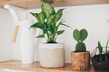 Stylish wooden shelves with modern green plants and white watering can. Stylish hipster room decor. Cactus, Dieffenbachia, Dracaena, Sansevieria flower pots on shelf.