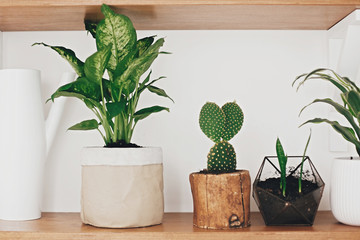 Stylish wooden shelves with modern green plants and white watering can.  Cactus, Dieffenbachia, Dracaena, Sansevieria flower pots on shelf. Stylish hipster room decor.