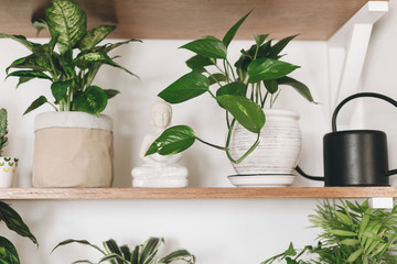 Stylish wooden shelves with green plants and black watering can. Modern hipster room decor. Epipremnum pothos, cactus, dieffenbachia, dracaena,  palm, flower pots on shelf.