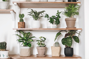 Fototapeta na wymiar Stylish wooden shelves with green plants and black watering can. Modern hipster room decor. Cactus, calathea, peperomia,dumbcane, dracaena, ivy, palm, sansevieria in pots on shelf.