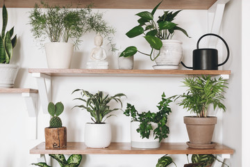 Stylish green plants and black watering can on wooden shelves. Modern hipster room decor. Cactus, asparagus , dracaena, epipremnum pothos, ivy, palm, sansevieria in pots on shelf.