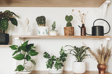 Stylish wooden shelves with green plants, black watering can, wildflowers and budha statue. Modern...