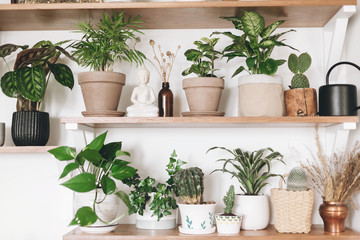 Stylish wooden shelves with green plants, black watering can, wildflowers. Modern hipster room decor. Cactus, epipremnum, dieffenbachia, calathea,dracaena,palm, peperomia in pots on shelf