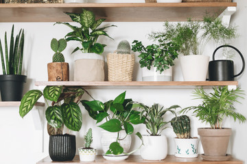 Stylish wooden shelves with green plants and black watering can. Modern room decor. Cactus,...