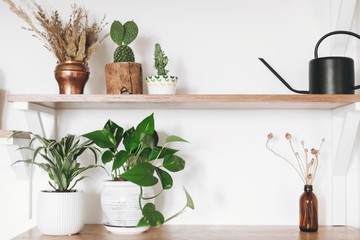 Stylish green plants, black watering can, boho wildflowers on wooden shelves. Modern hipster room...