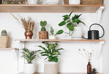 Stylish wooden shelves with green plants, black watering can, boho wildflowers. Modern hipster room decor. Cactus, epipremnum pothos, dracaena, dieffenbachia flower pots on shelf