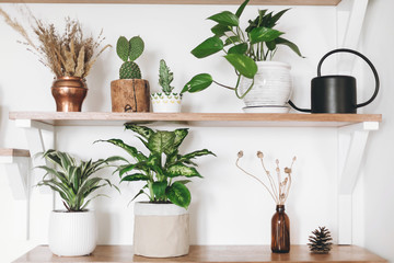 Stylish green plants, black watering can, boho wildflowers on wooden shelves. Modern hipster room decor. Cactus, epipremnum pothos, dracaena, dieffenbachia flower pots on shelf