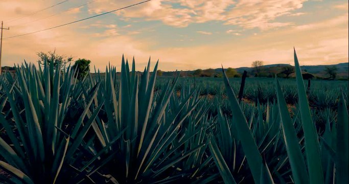 Agave plantation field. Agave is used to produce tequila
