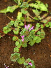 草むらの中の仏の座