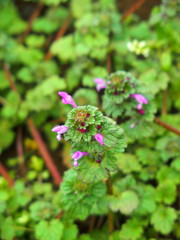 草むらの中の仏の座