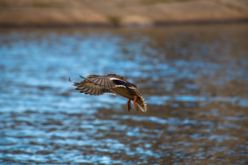 Duck fly nature spring water life lake