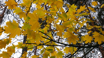 Autumn leaves