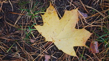Autumn leaves