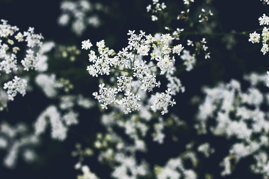 Cicuta white flowers