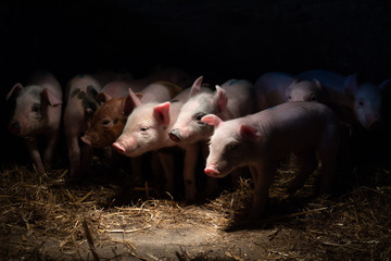 Newborn baby pigs in the straw nest - obrazy, fototapety, plakaty