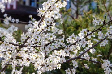 cherry blossom in garden