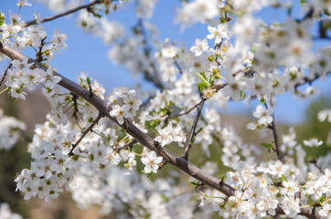 cherry blossom in garden
