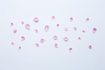 Pink rose petals isolated on white
