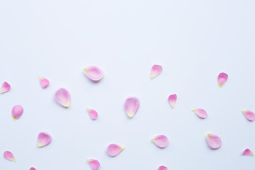 Pink rose petals isolated on white background.