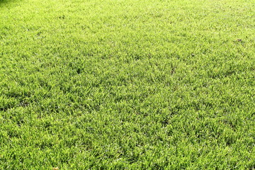 Obraz premium Green Grass