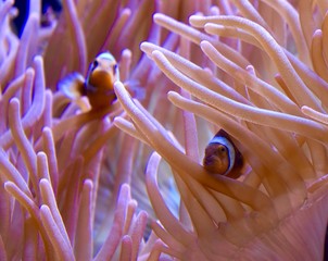 Anemone with clownfish in color purple and orange underwater.