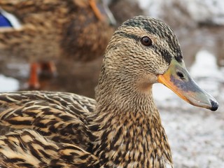 A female mallard duck close up.