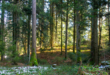 bäume-licht-wald