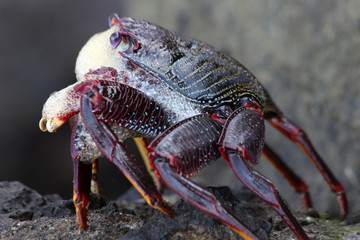 rote_Klippenkrabbe
