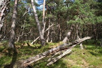 Drzewa i wykrzywiony las Czołpino